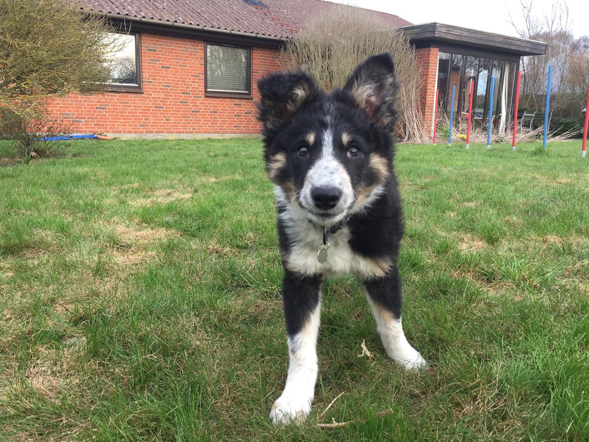 Border collie Spotting Meep Meep Martha  billede 6
