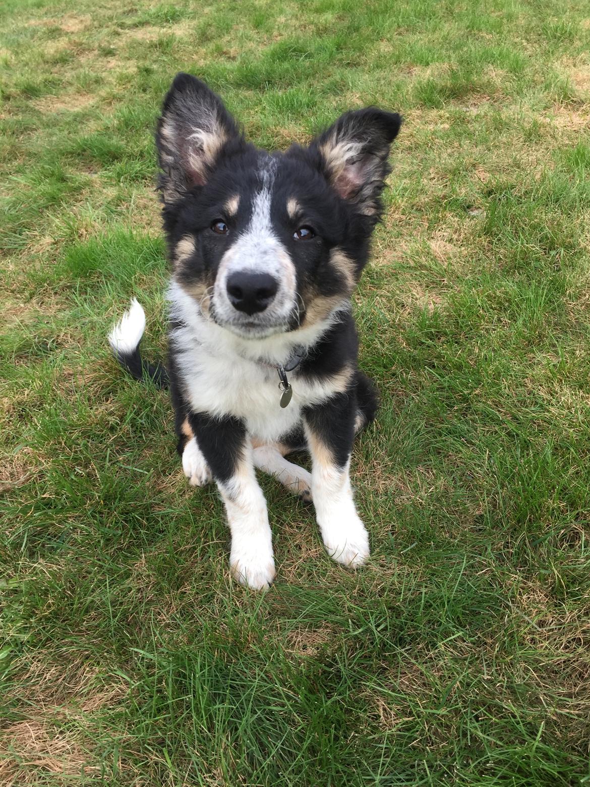 Border collie Spotting Meep Meep Martha  billede 7