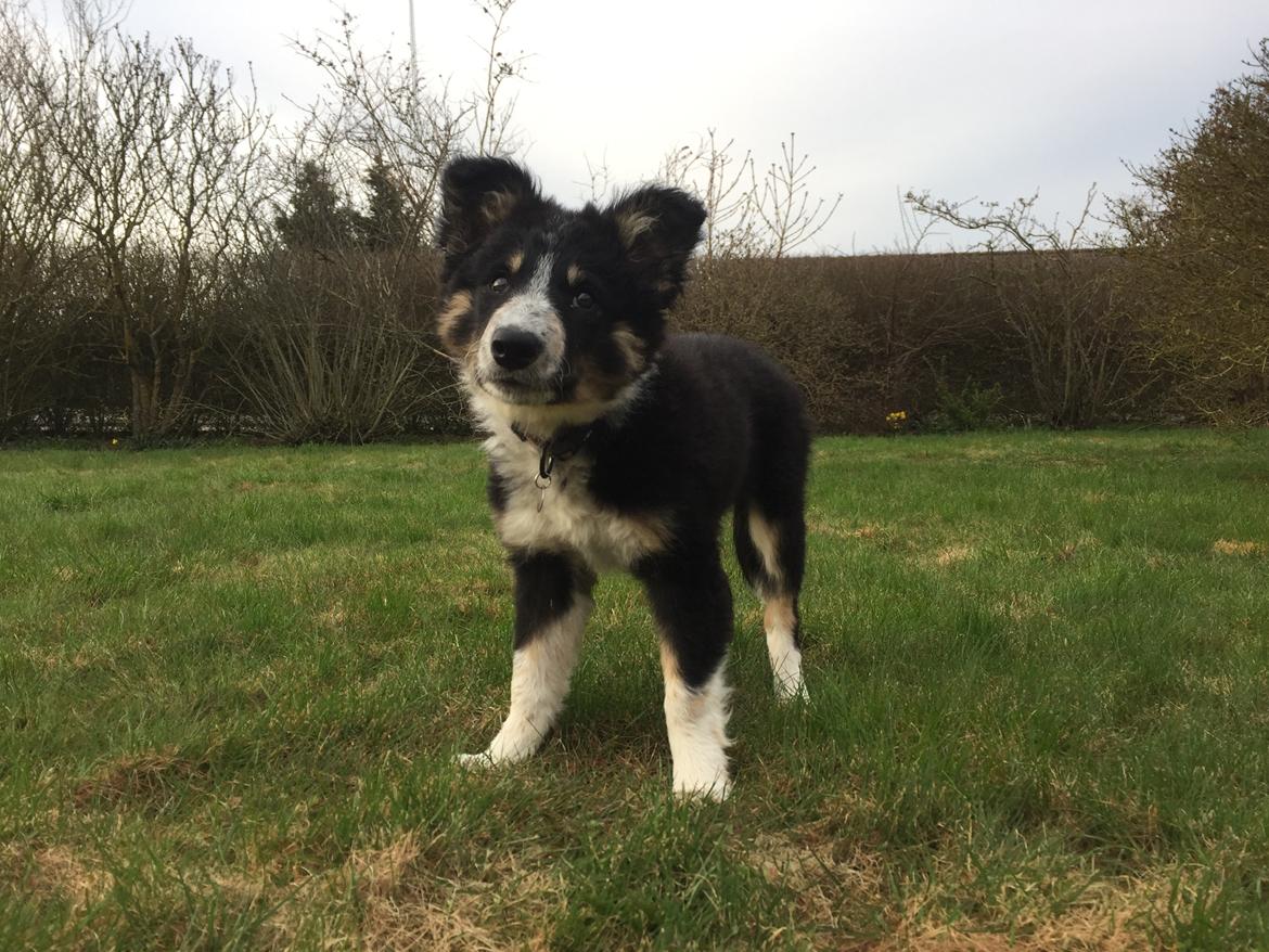 Border collie Spotting Meep Meep Martha  billede 8