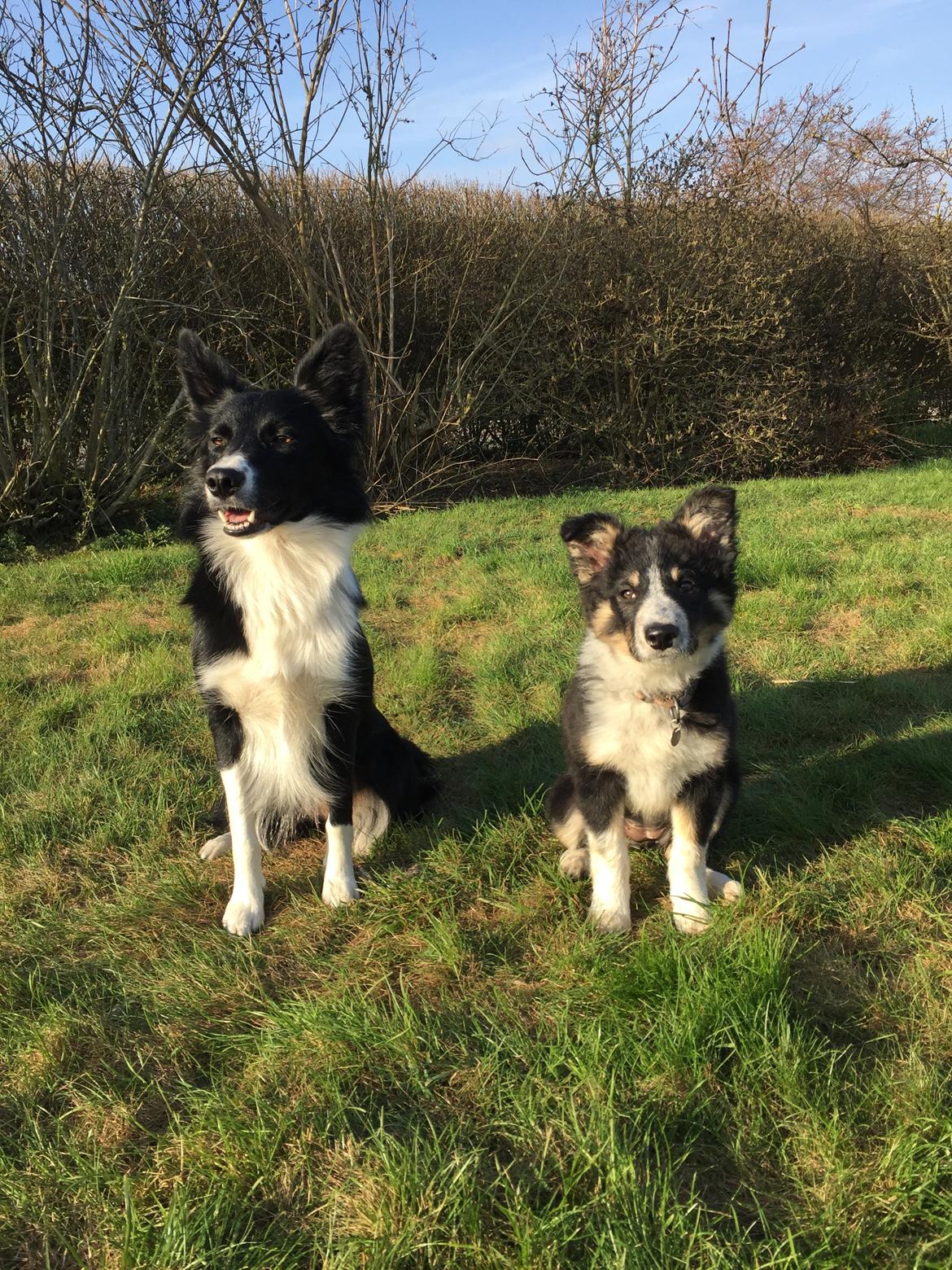 Border collie Spotting Meep Meep Martha  billede 9