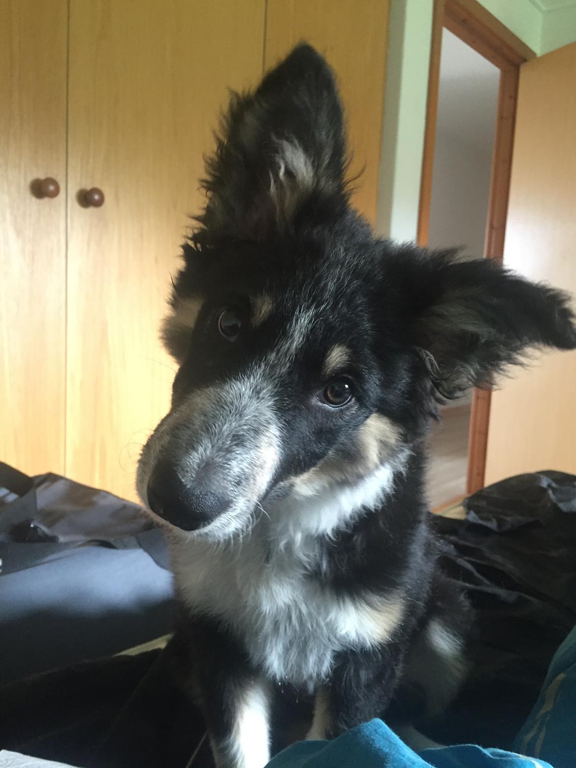 Border collie Spotting Meep Meep Martha  billede 10