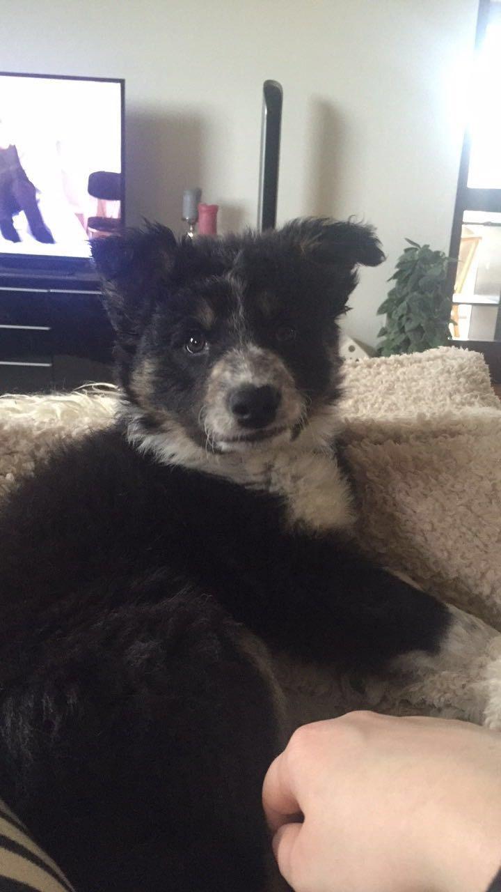 Border collie Spotting Meep Meep Martha  billede 3