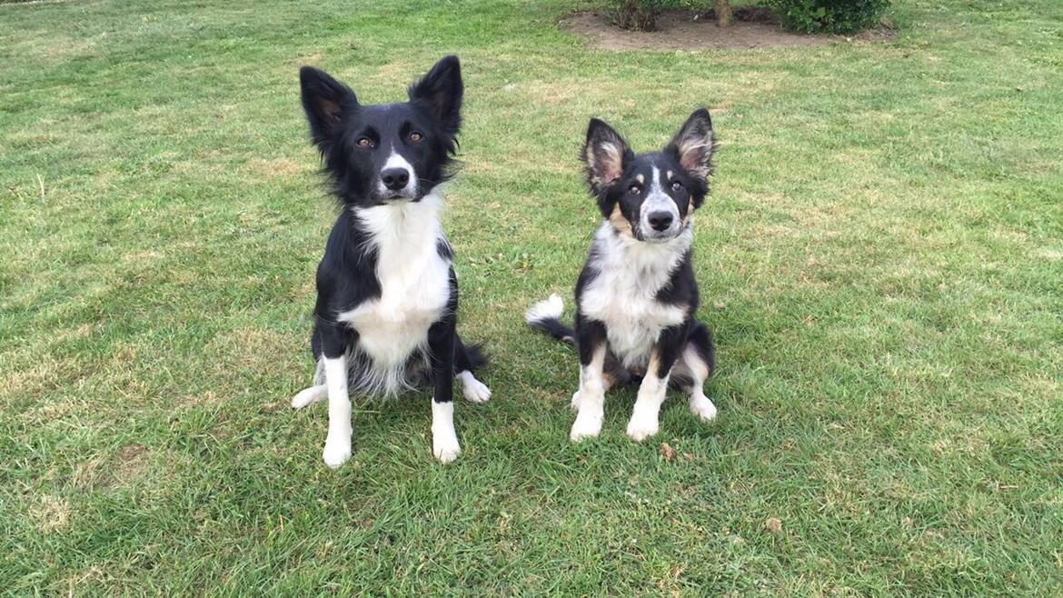 Border collie Spotting Meep Meep Martha  billede 12