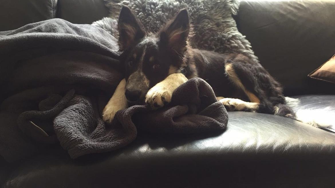 Border collie Spotting Meep Meep Martha  billede 13