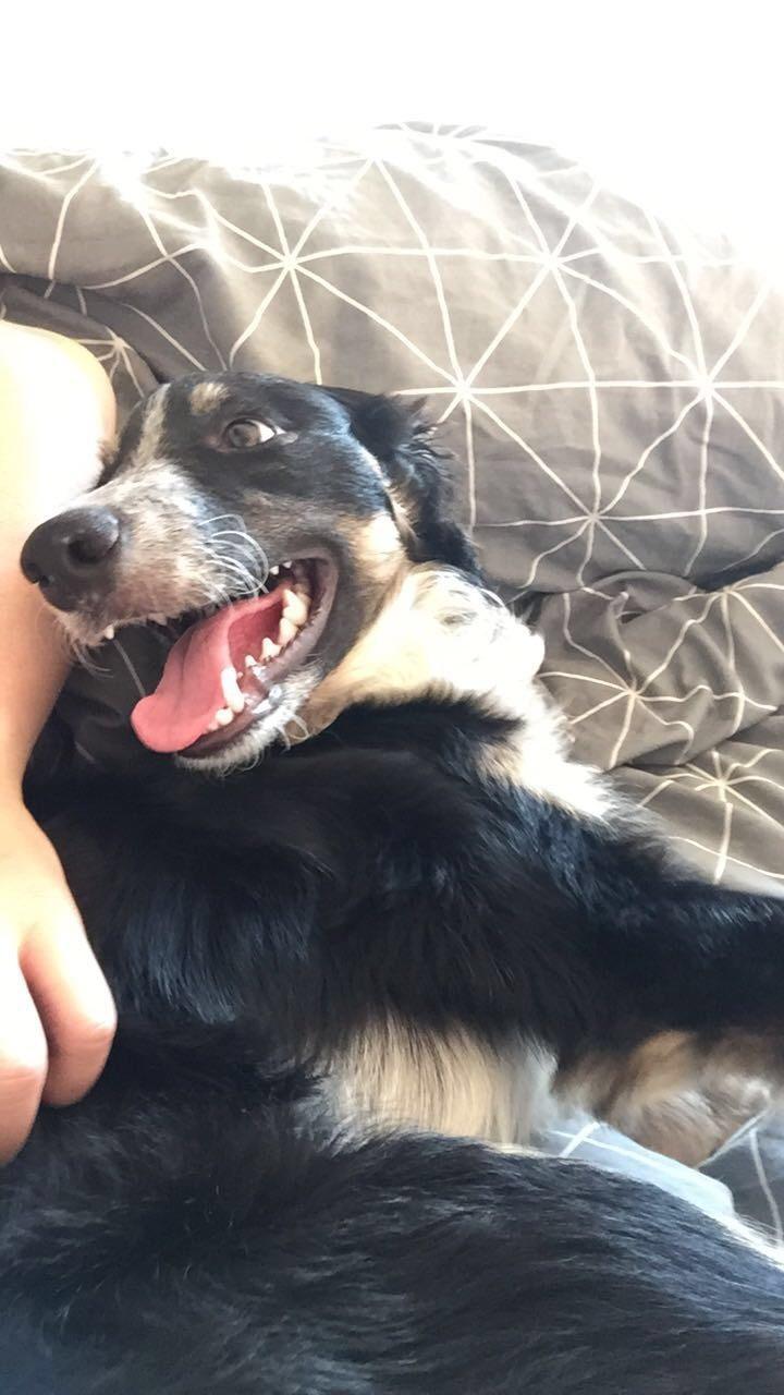 Border collie Spotting Meep Meep Martha  billede 14