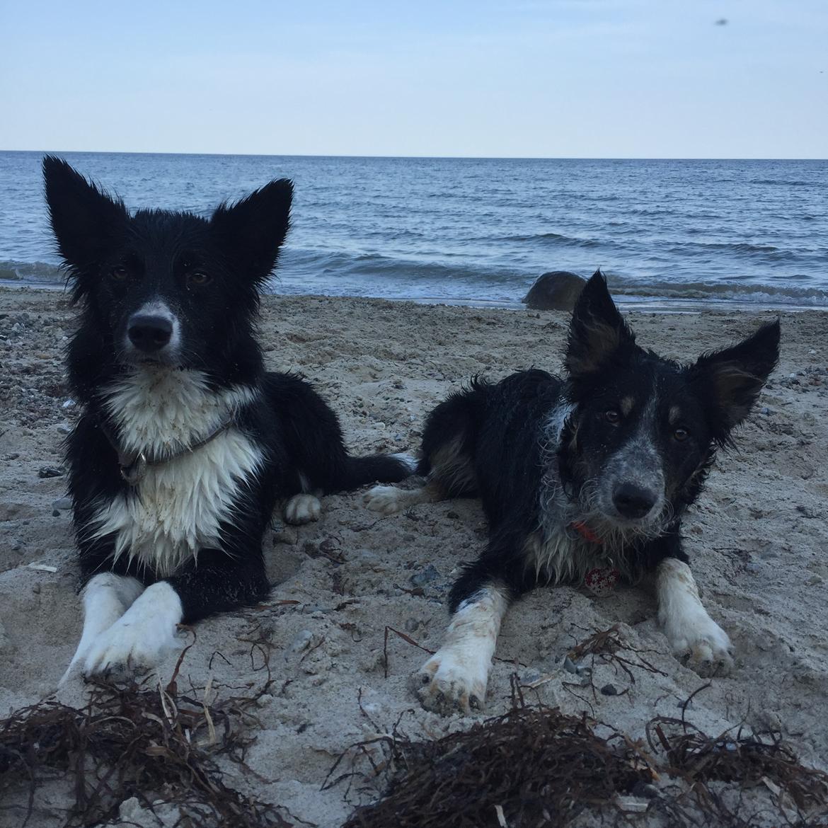 Border collie Spotting Meep Meep Martha  billede 15