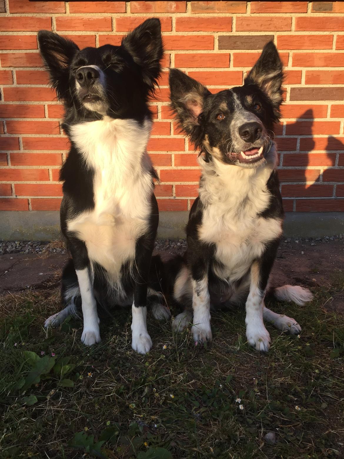 Border collie Spotting Meep Meep Martha  billede 16