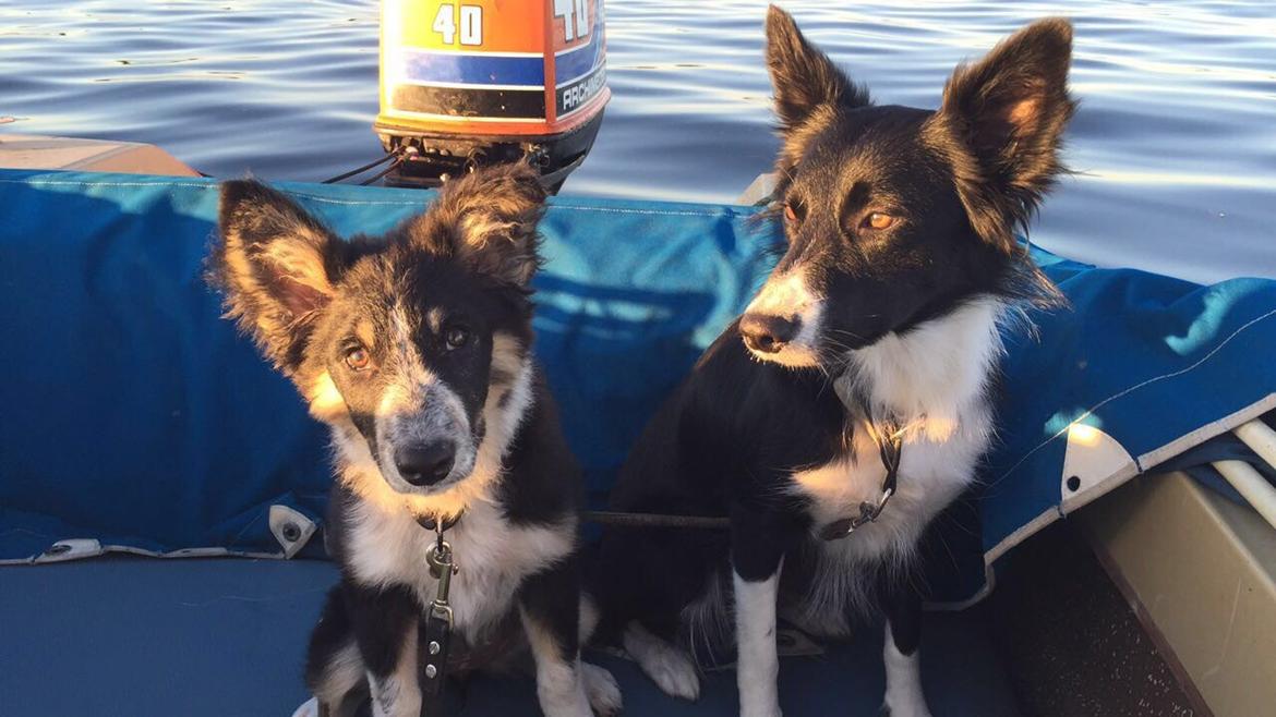 Border collie Spotting Meep Meep Martha  billede 11