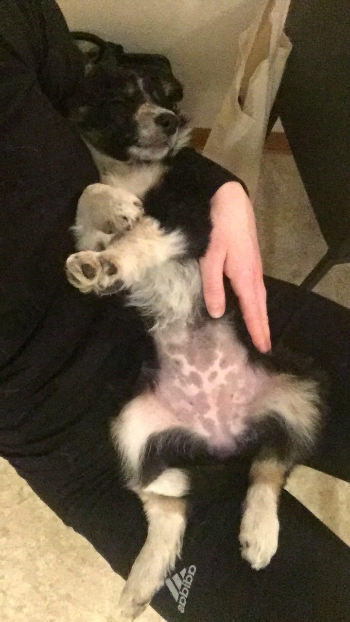 Border collie Spotting Meep Meep Martha  billede 4