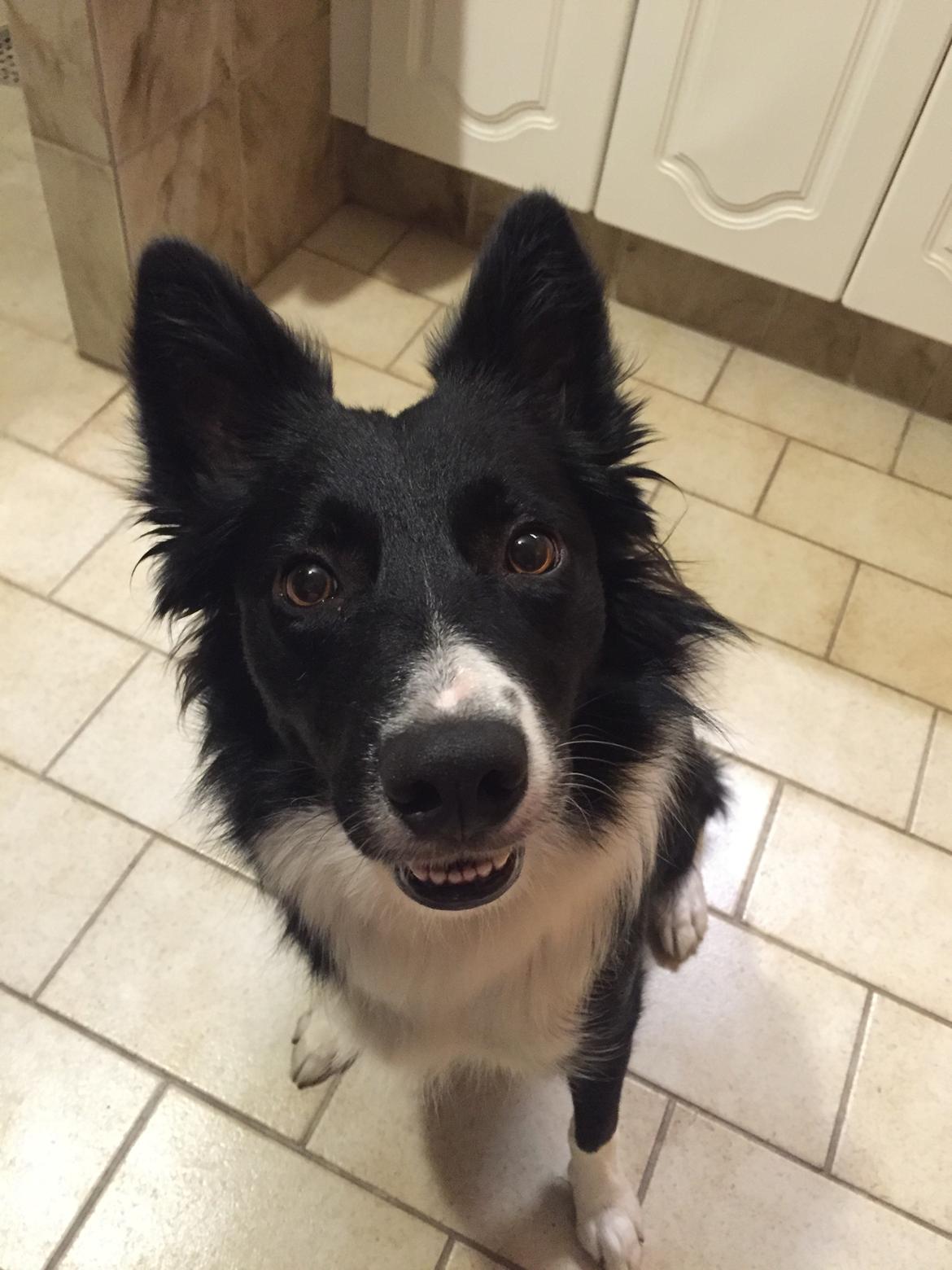 Border collie Zoey billede 22