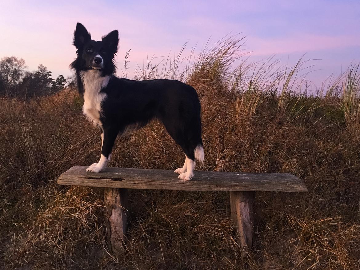 Border collie Zoey billede 25