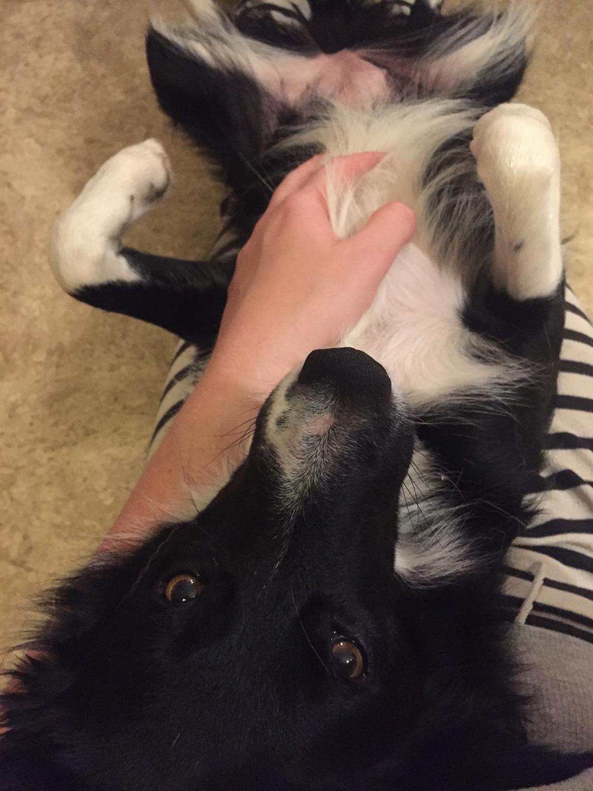 Border collie Zoey billede 26