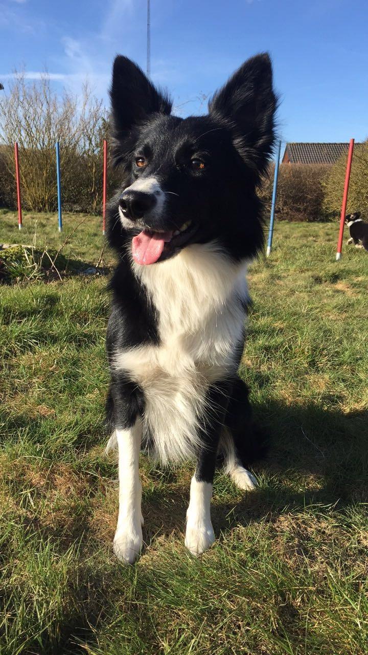 Border collie Zoey billede 27