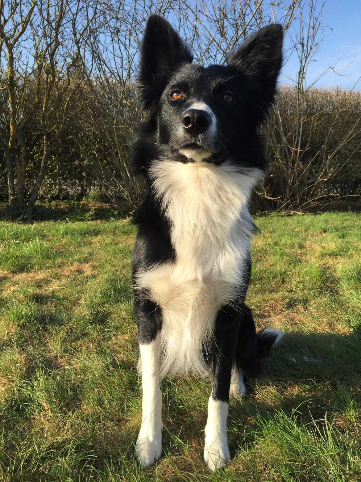 Border collie Zoey billede 28