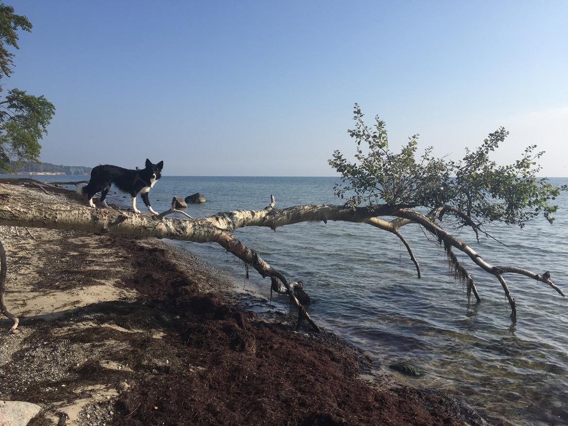 Border collie Zoey billede 21