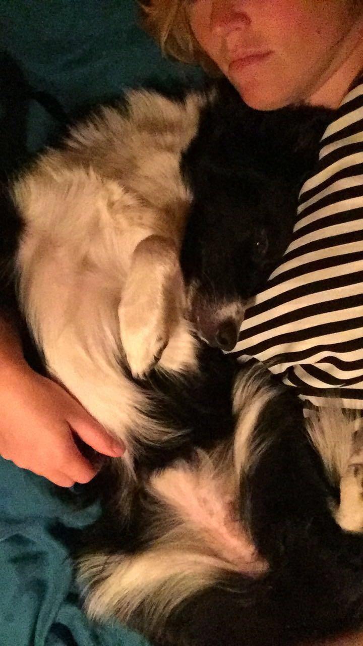 Border collie Zoey billede 31