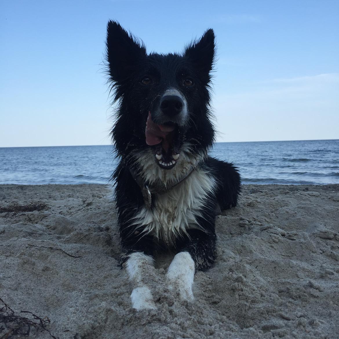 Border collie Zoey billede 29