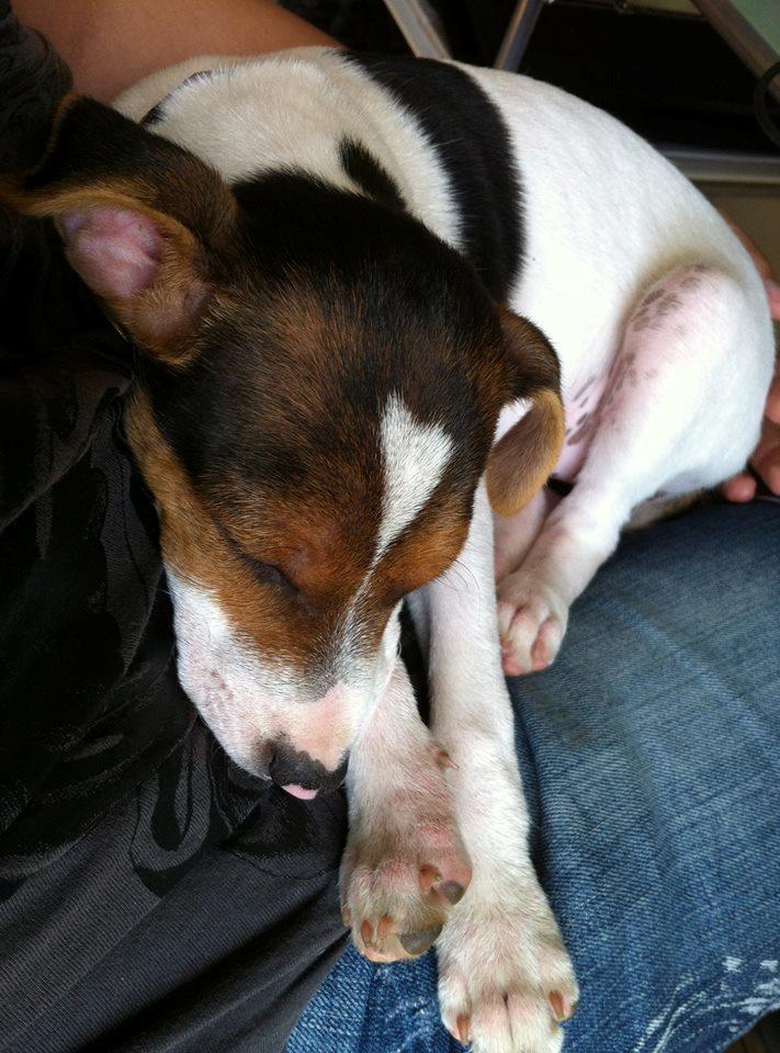 Blanding af racer Ronja billede 17