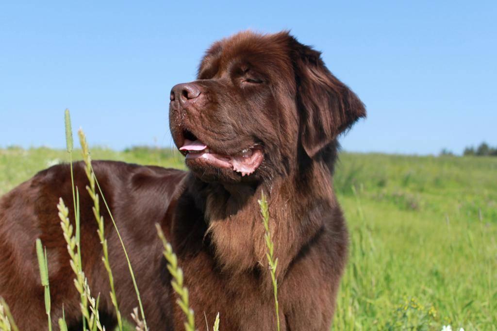 Newfoundlænder Alma billede 1