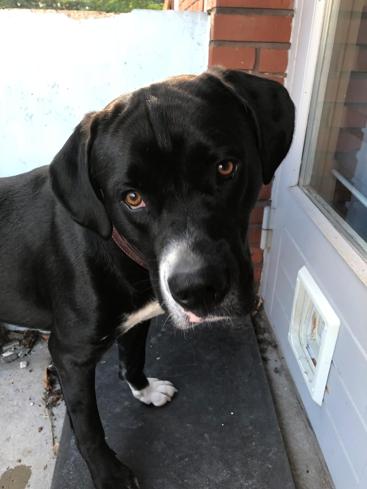 Blanding af racer Sigurd billede 15