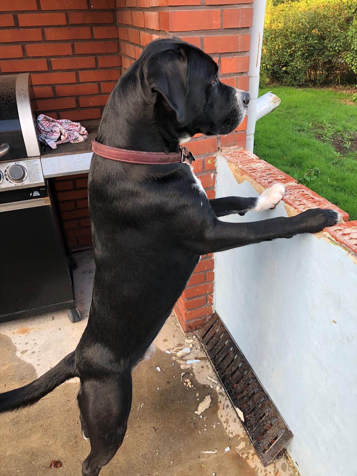 Blanding af racer Sigurd billede 16