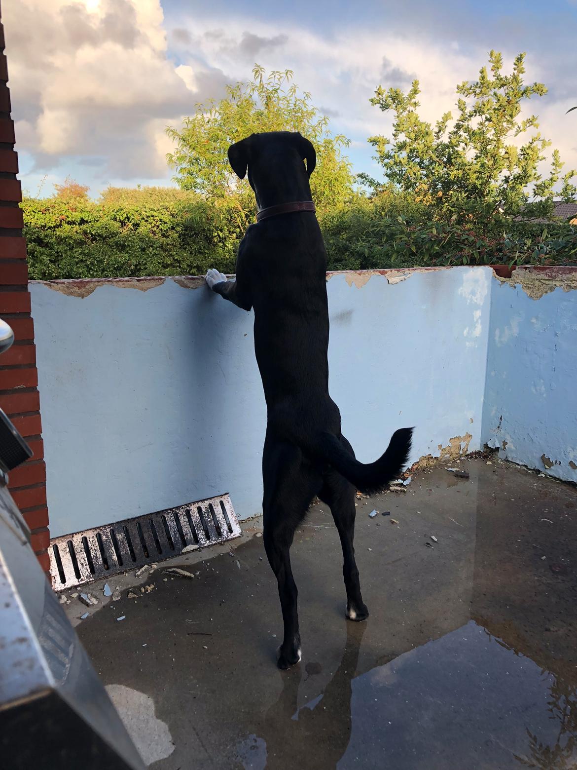 Blanding af racer Sigurd billede 14