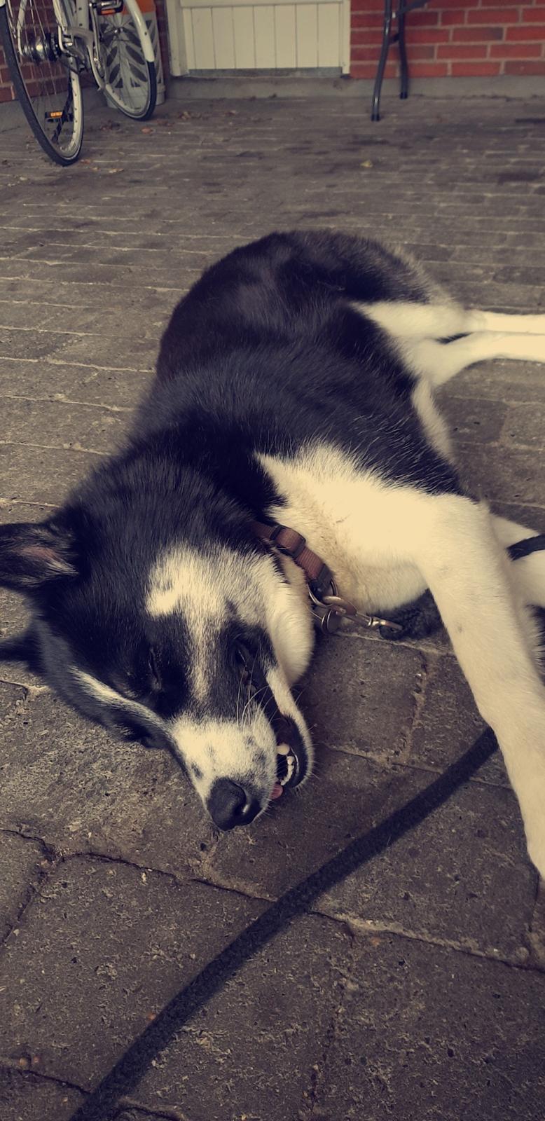 Siberian husky Boss billede 34