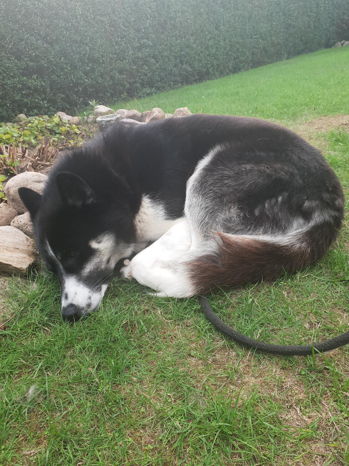 Siberian husky Boss billede 35