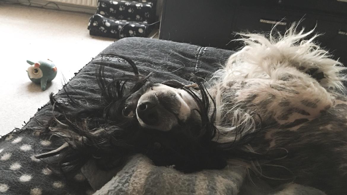 Chinese crested hårløs Jax billede 33