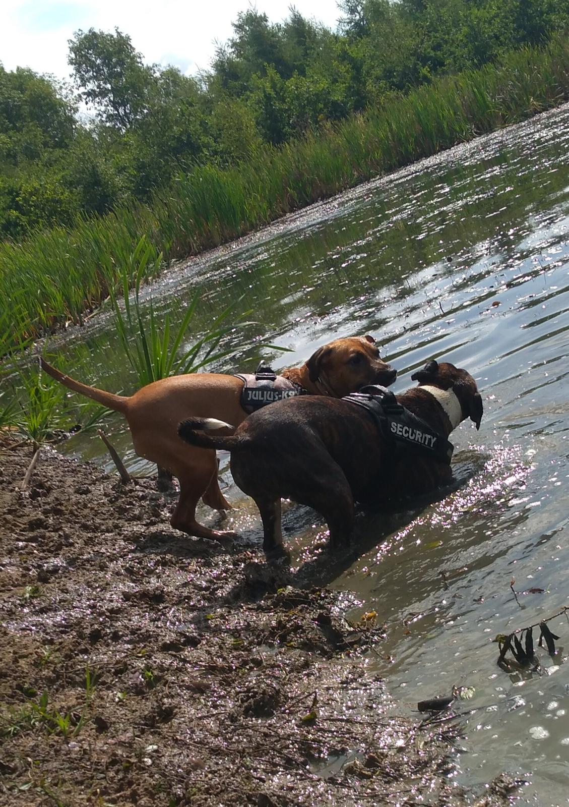 Blanding af racer kayla billede 22