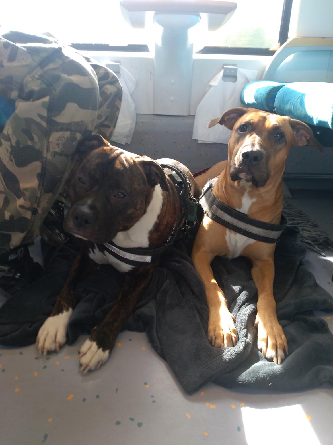 Blanding af racer kayla billede 35