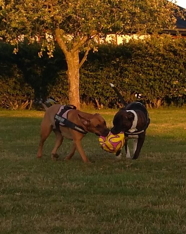 Blanding af racer kayla billede 39