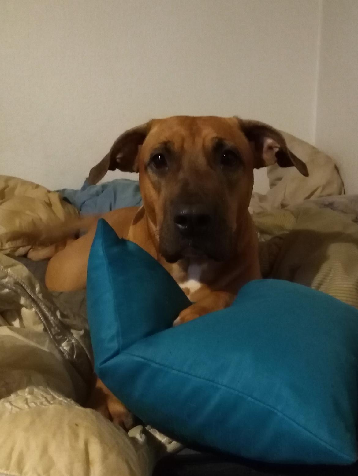 Blanding af racer kayla billede 45