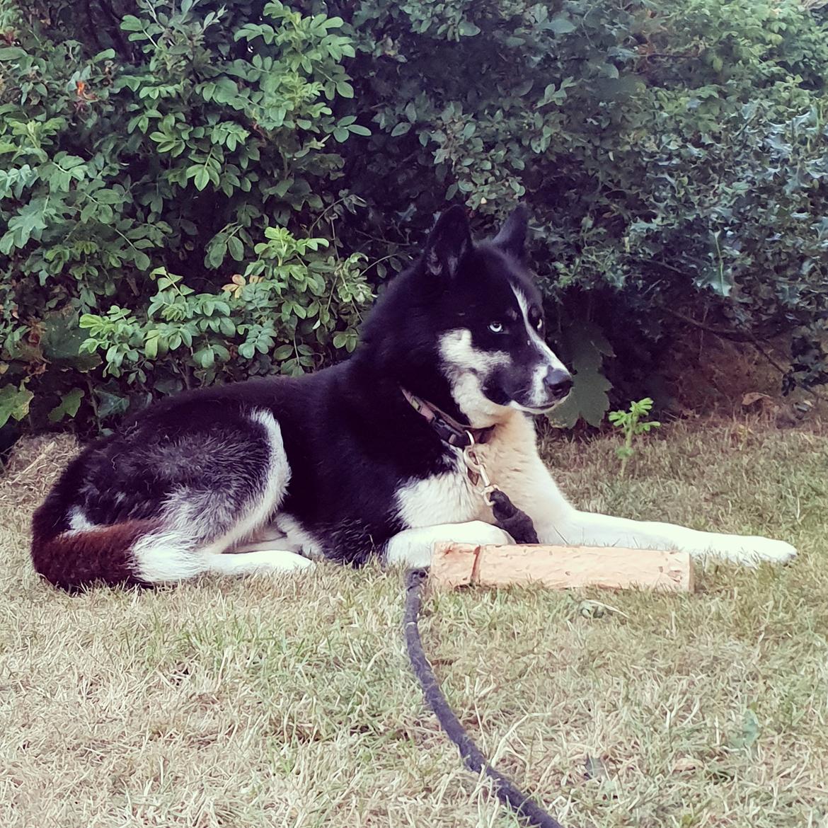 Siberian husky Boss billede 36