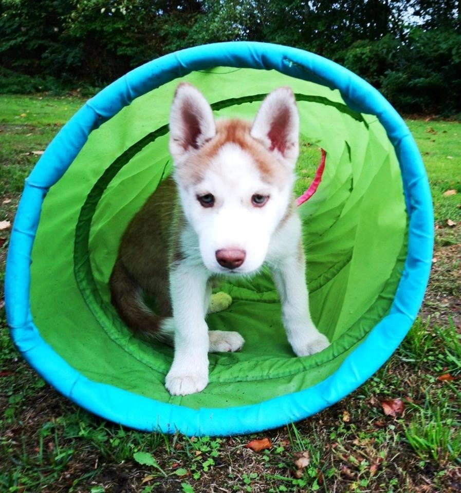 Siberian husky Parco billede 22