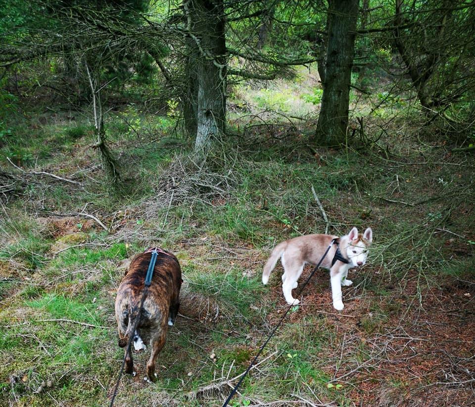 Siberian husky Parco billede 19