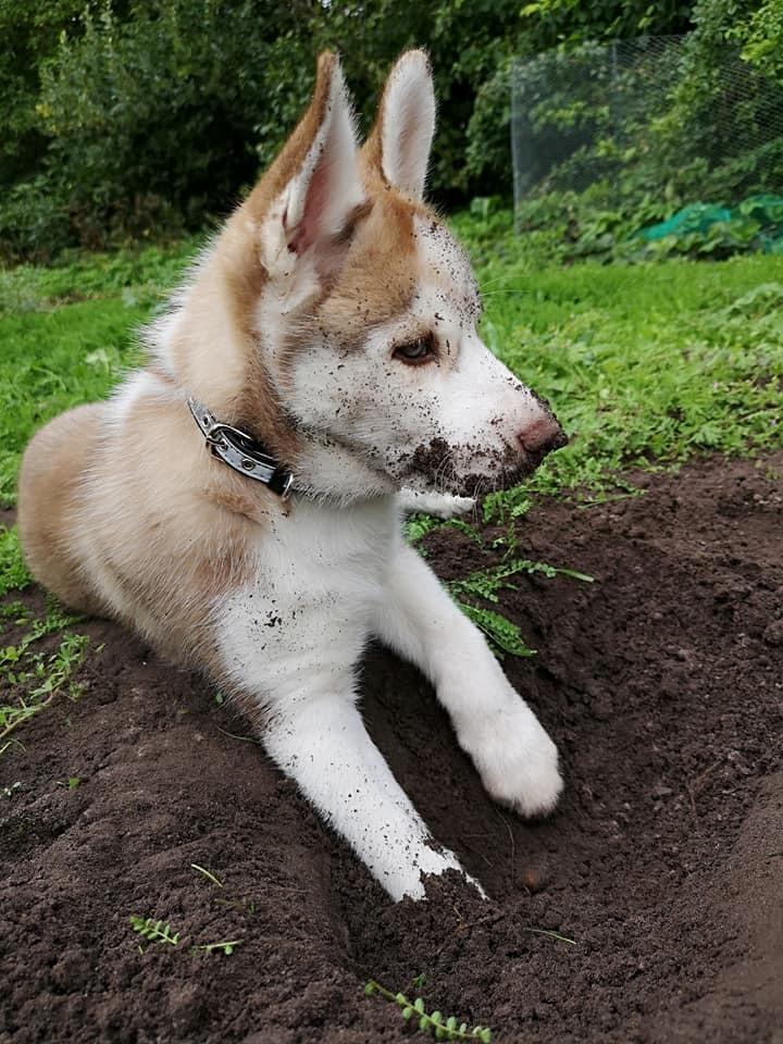 Siberian husky Parco billede 13