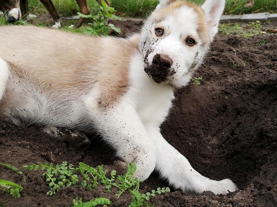 Siberian husky Parco billede 12