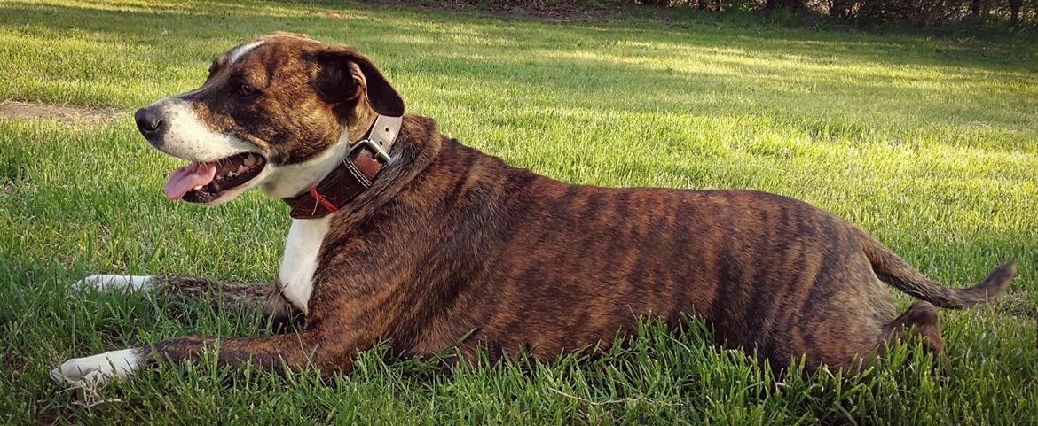 Blanding af racer Luna billede 3