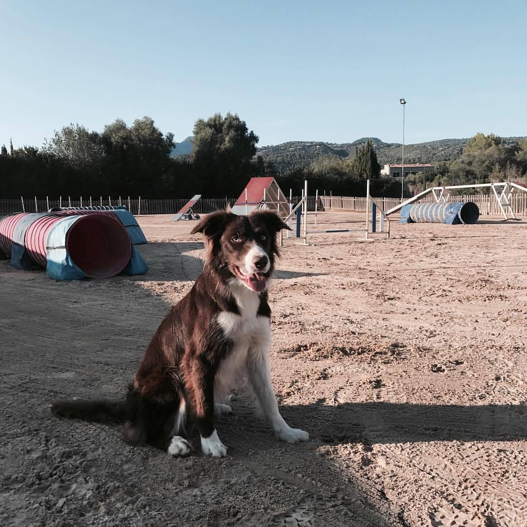 Border collie Spotting look- at Ellie billede 3