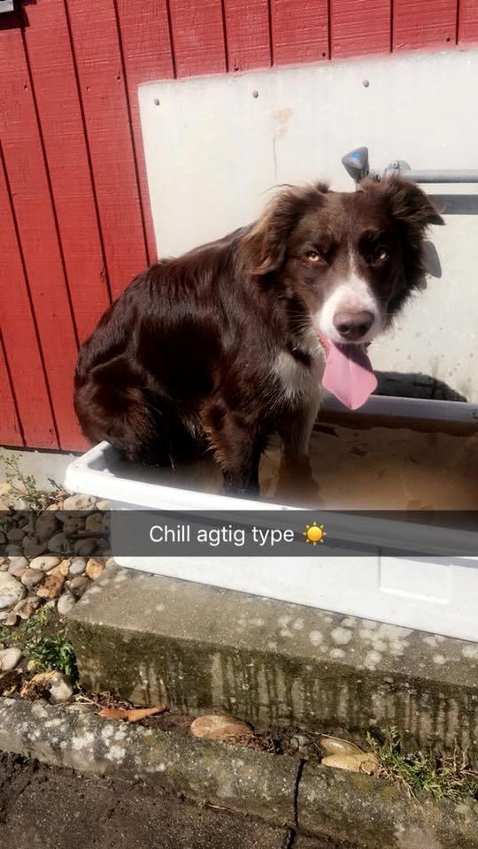 Border collie Spotting look- at Ellie billede 5