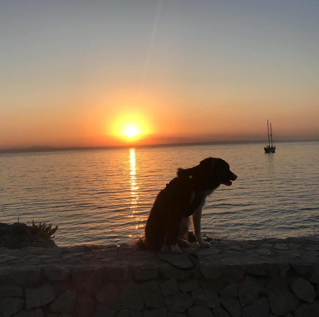 Border collie Spotting look- at Ellie billede 1