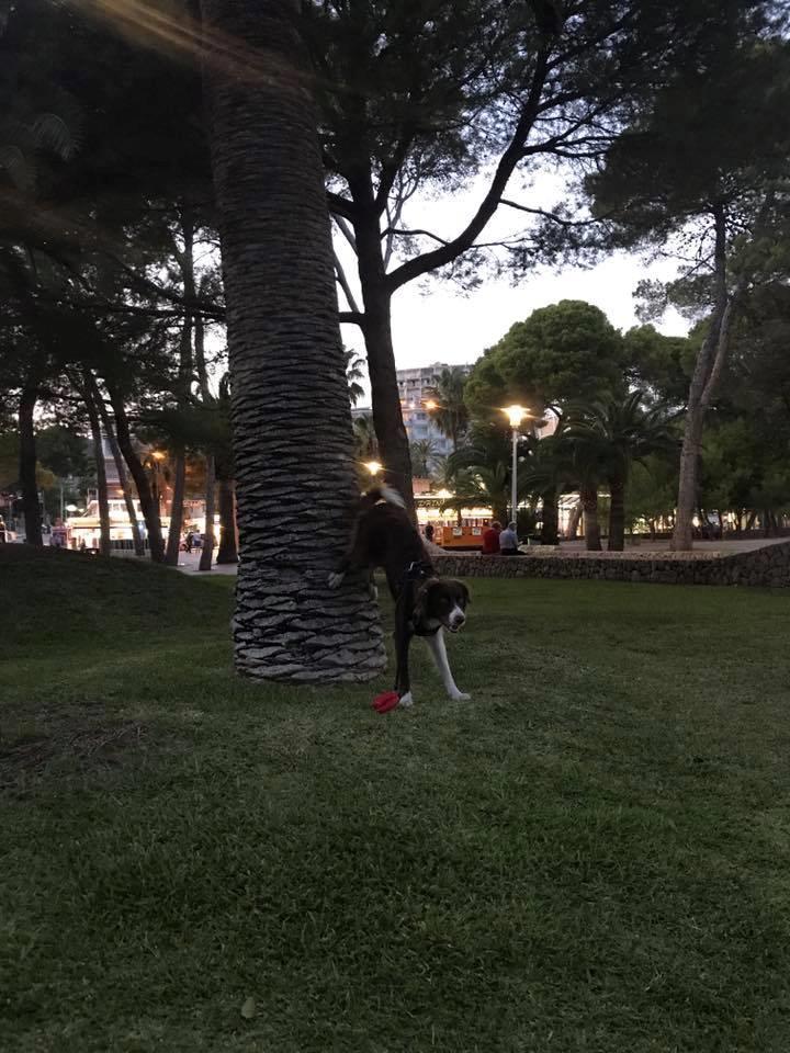 Border collie Spotting look- at Ellie billede 6