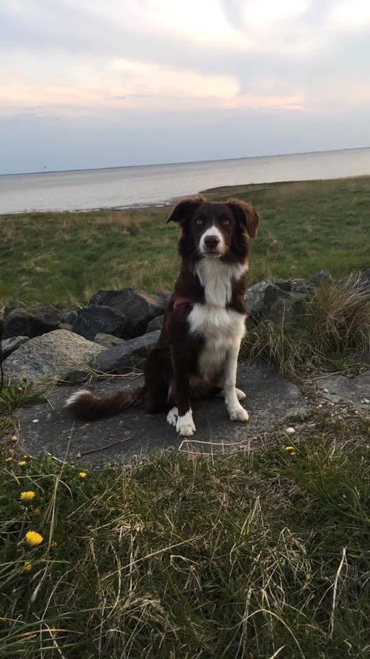 Border collie Spotting look- at Ellie billede 7