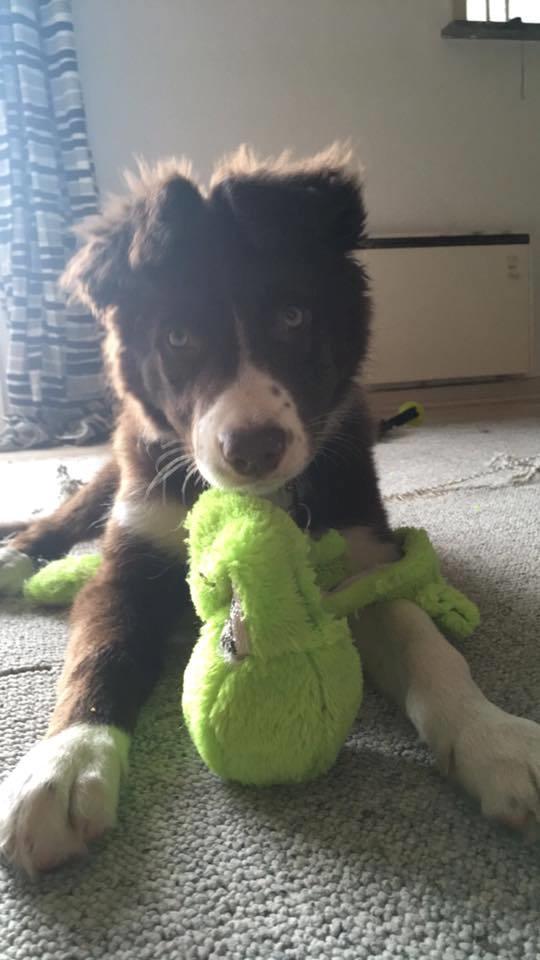Border collie Spotting look- at Ellie billede 9