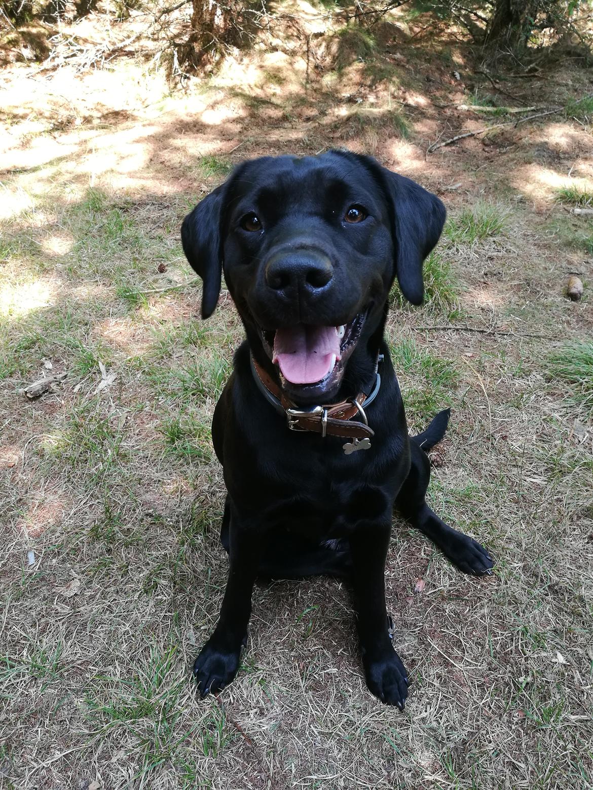Labrador retriever Nora billede 1