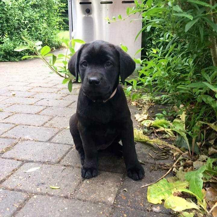 Labrador retriever Nora billede 2