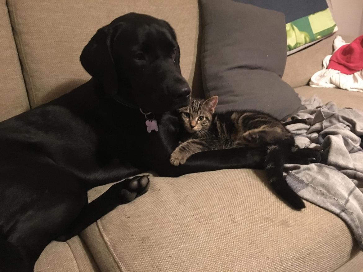 Labrador retriever Nora billede 4