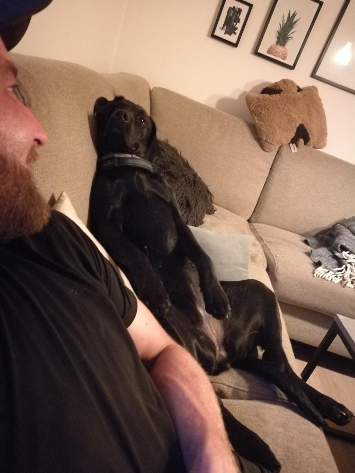 Labrador retriever Nora billede 5