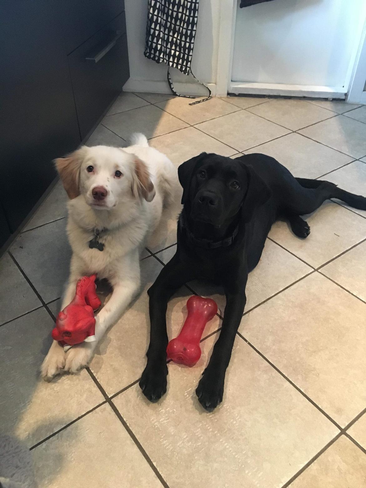 Labrador retriever Nora billede 3